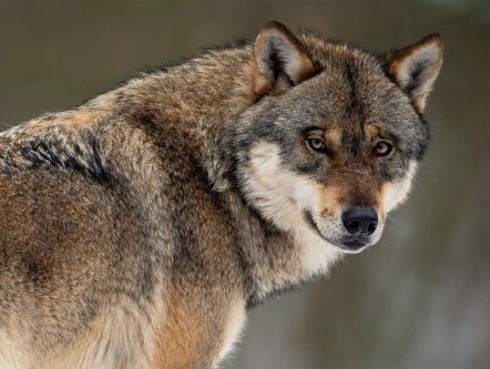 Tweede wolvin in Nederland gevestigd