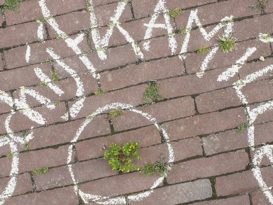 Stoepplantjes van Leiden