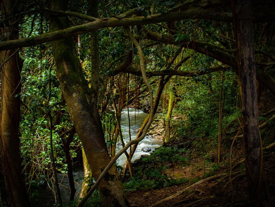 Van 'zonder borst' naar 'zonder bos'