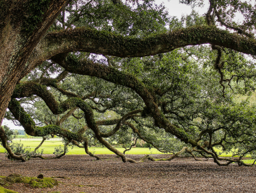 Tropische boom 2500 kg naar Center Parcs