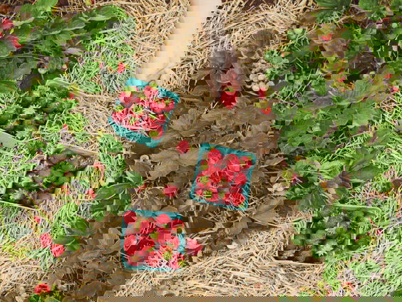 Op tuinsafari met Katja Staring: eten uit eigen tuin