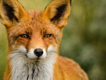 Woord van de Dag - Vos