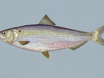 Paasserie Reinier Sonneveld: Stille Zaterdag