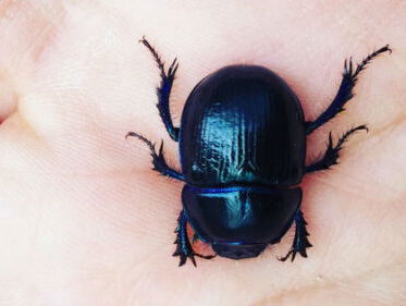 Het gaat niet goed met de Brabantse mestkever