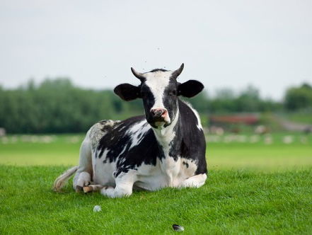 Natuurmonumenten en FrieslandCampina trekken samen op