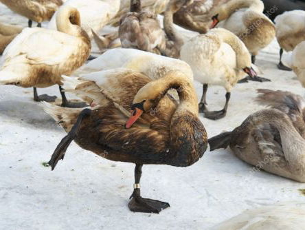 Extra opvangcentrum voor de met olie besmeurde zwanen