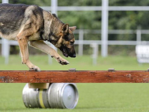 Stichting Reddingshonden wil graag helpen bij de zoektocht naar Arjen Kamphuis