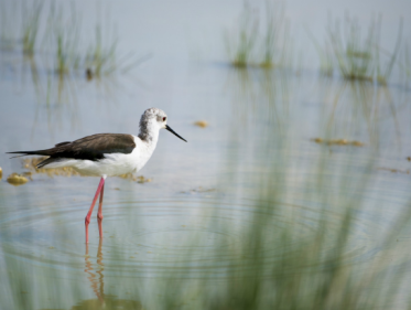 Aantal weidevogels holt achteruit