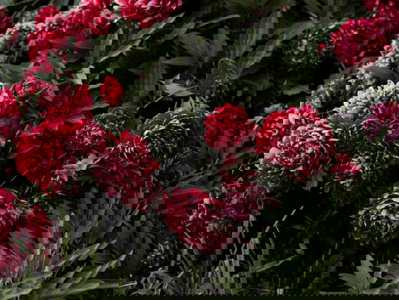 Opening van de eerste Bloemen en Planten Fiets Drive-thru