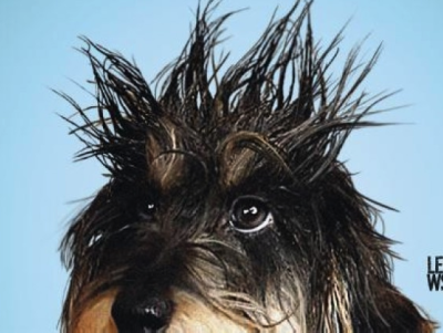 Rouwen om je huisdier: 'Dan neem je toch gewoon een nieuwe'