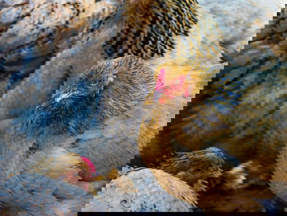 Met het verdwijnen van de plofkip, verdwijnt ook het woord van 2012