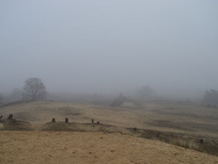 Stilte, mist en bijzondere natuur op het Kootwijkerzand