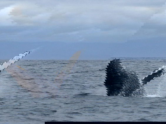 Dode walvis blijft liggen op Rottumerplaat