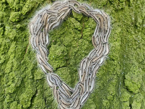 Is overlast EPR een blijvend probleem?