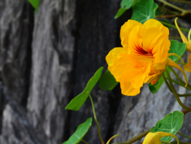 De smaak van eetbare planten uit de natuur