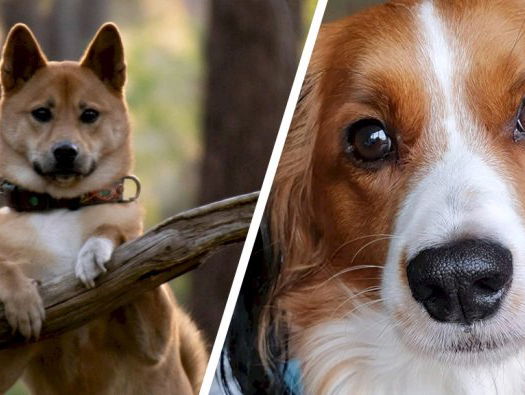 Met het knoppensysteem van hondentrainer Kathelijn kun je je hond leren praten!