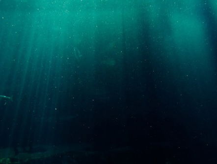 Dobberende My Little Pony's in Noordzee bieden kansen voor wetenschap