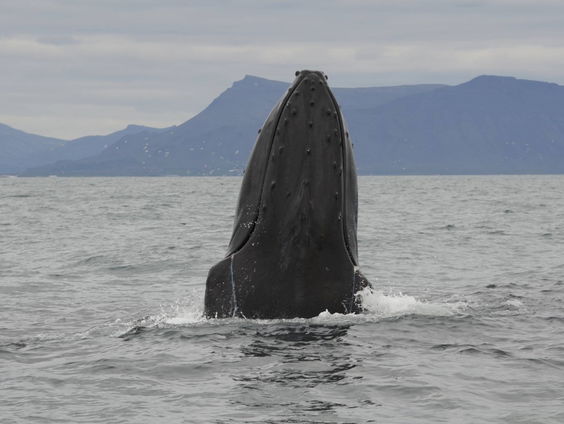 Lang Leve de IJswalvis! (4)