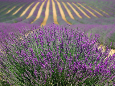 REISBUREAU - Coullons Frankrijk