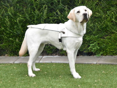 Dag van de vrijwilliger met iemand van KNGF Geleidehonden