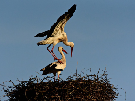 de ooievaars vliegen rondom het huis