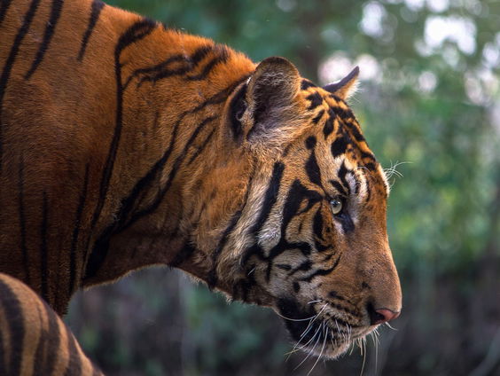 Zachtjes gaan de tijgervoetjes