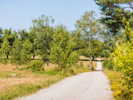 Natuurbegraafplaatsen in de stad: hoe werkt dat?