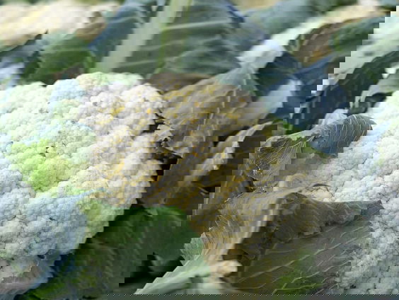 De bloemkool kun je van kop tot kont eten.