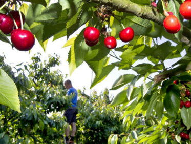 Een weekend lang kersenfeest in Cothen