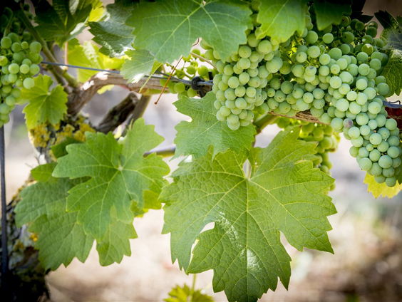 De een zijn dood is de ander zijn rood!