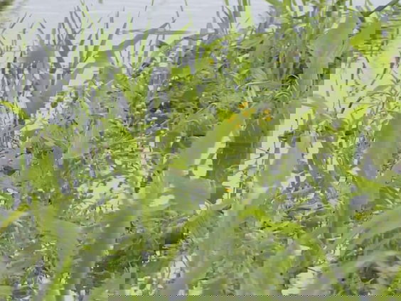 Boer Willem zet alles op alles om zijn oogst te redden