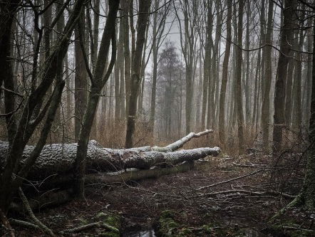 Zure regen deed bos de das om