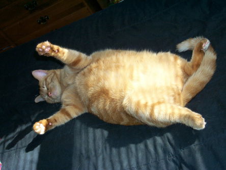 Overgewicht ook probleem voor huisdieren