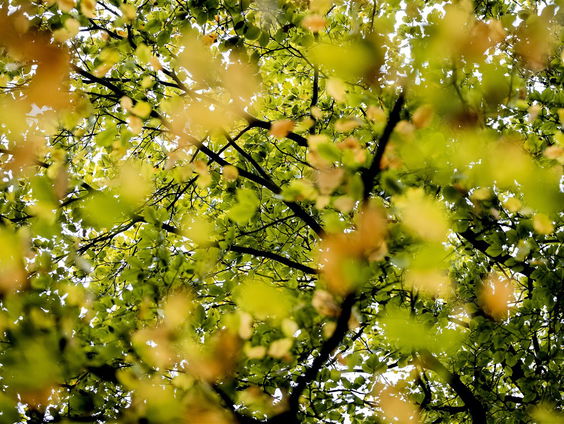 Maak je herfsttuin nog leuker!