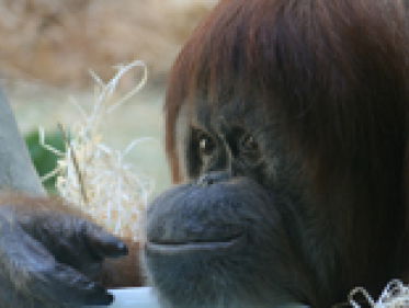 Tinder in de Apenheul