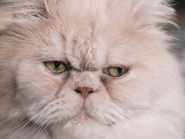 Rotterdam in de ban van Katten!