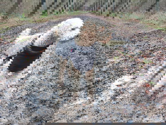 Troosthond Ruby helpt bij uitvaarten