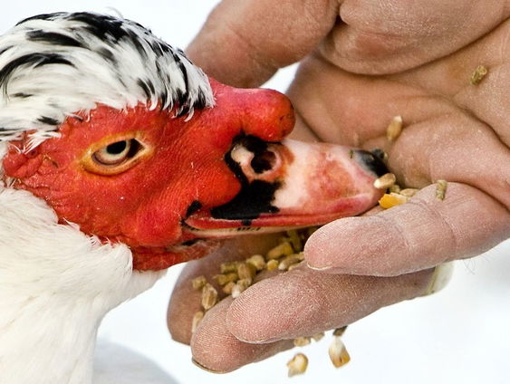 Vergeet de vogels niet!