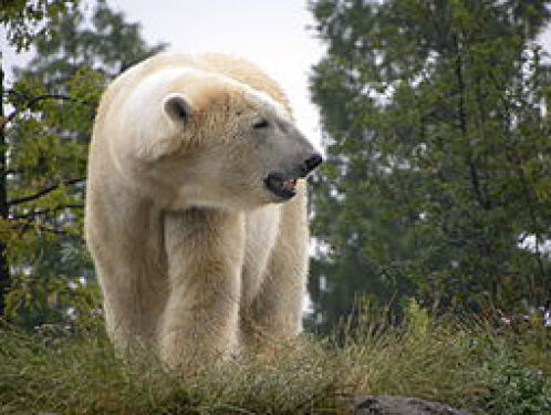 Beren in het Berenbos krijgen traktatie (Bears in Mind)