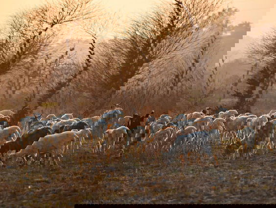 Gezonde duinen door de schapen van Carlette