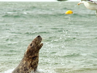Martine Dubois gaat een kijkje nemen bij de zeehonden