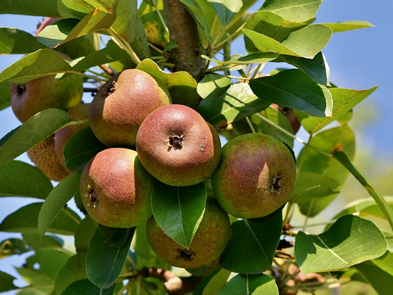 Voedselbos steeds populairder!