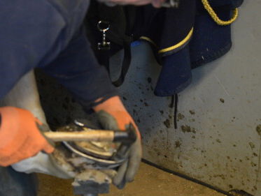 De paardenpedicure in Houten