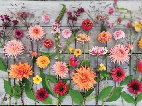 Gast: Silvia Dekker over haar boek 3: Bloemen uit de Tuin, zelf zaaien, planten & plukken