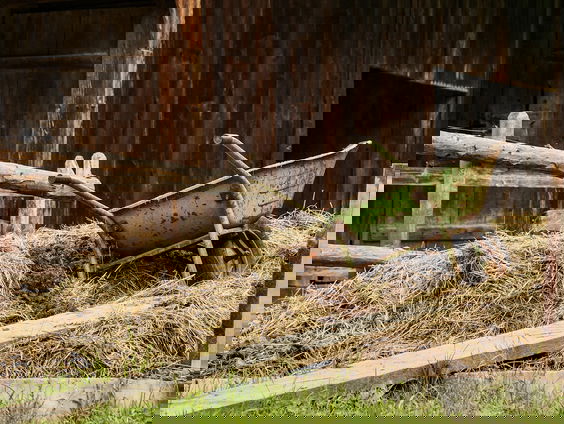 Hoe je autonomie inlevert door mest