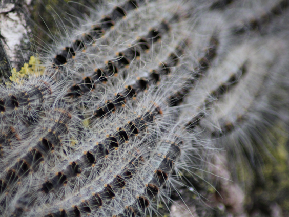 Dit jaar meer overlast Eikenprocessierupsen?
