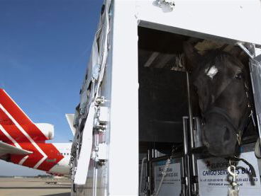 Hoe zit dat; Waar zitten dieren in het vliegtuig?