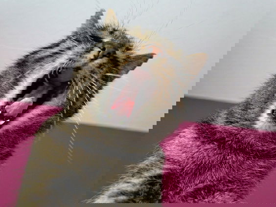 Meezingen met de radio helpt voor een goed humeur.