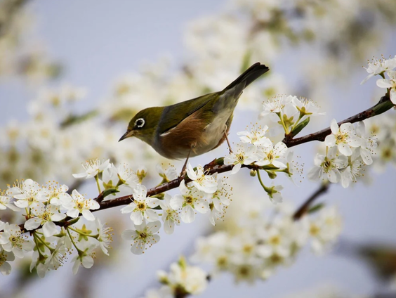 Herman Haan verlangt naar de lente!