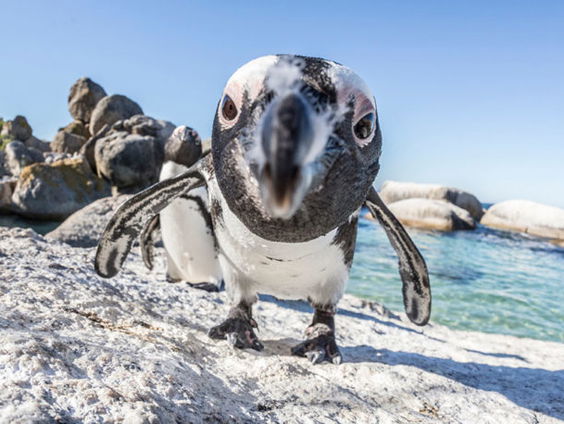 Hebben andere zoogdieren dezelfde ouderdomskwaaltjes als mensen?